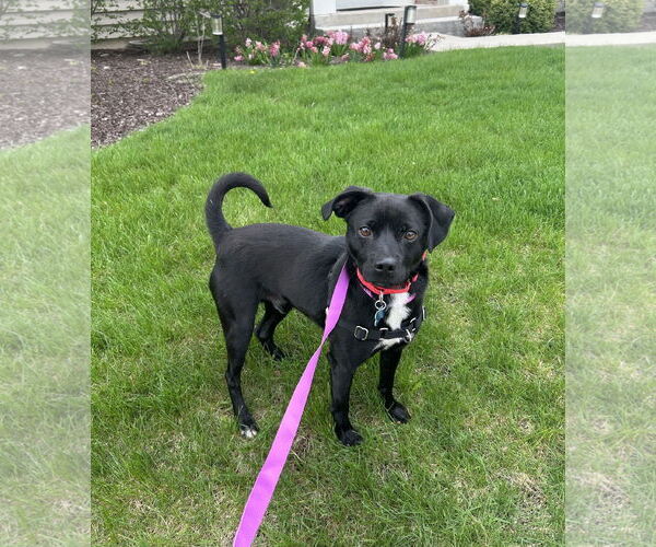 Medium Photo #3 Beagle-Unknown Mix Puppy For Sale in Plainfield, IL, USA