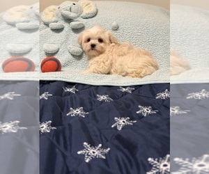 Mal-Shi Puppy for sale in BENSON, NC, USA