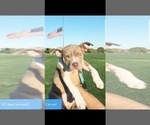 Small Photo #4 American Pit Bull Terrier Puppy For Sale in ABERDEEN, SD, USA