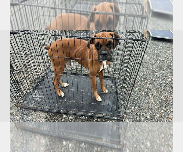 Medium Photo #1 Boxer Puppy For Sale in Austin, TX, USA