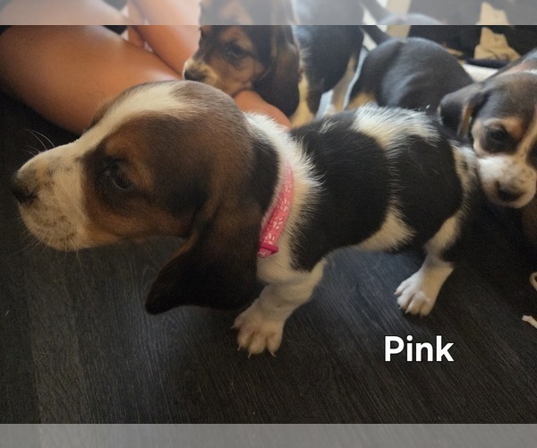 Medium Photo #8 Basset Hound Puppy For Sale in PORTLAND, TN, USA