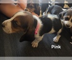 Small #7 Basset Hound