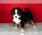 Small Photo #36 Bernese Mountain Dog Puppy For Sale in MILLERSBURG, IN, USA