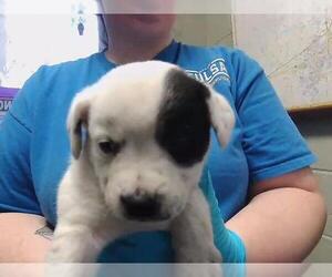 German Shepherd Dog-Unknown Mix Dogs for adoption in Tulsa, OK, USA