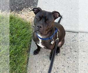 American Staffordshire Terrier-Unknown Mix Dogs for adoption in Oakhurst, NJ, USA