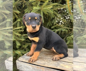 Rottweiler Puppy for sale in MIDDLEBURY, IN, USA
