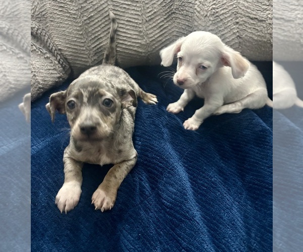 Medium Photo #2 Chiweenie Puppy For Sale in BURLINGTON TOWNSHIP, PA, USA