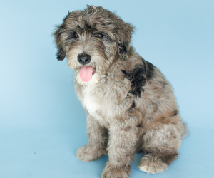 Bernedoodle Puppy for Sale in BRYAN, Texas USA