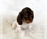 Small #2 Dachshund