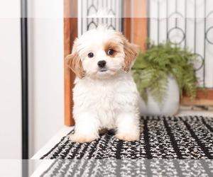 Cavachon-Poodle (Miniature) Mix Puppy for sale in NAPLES, FL, USA