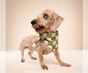 Sammy (being fostered in Miami, FL) - Male Dachshund Dog for Adoption - Photo #5