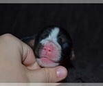 Small Photo #5 English Springer Spaniel Puppy For Sale in LITCHFIELD, MN, USA