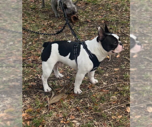 Medium Photo #3 French Bulldog Puppy For Sale in Miami, FL, USA