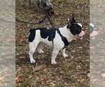 Small #2 French Bulldog