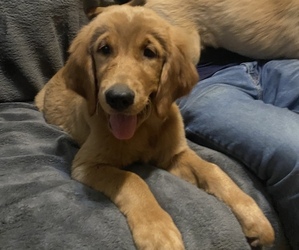 Golden Retriever Puppy for sale in KINGWOOD, TX, USA