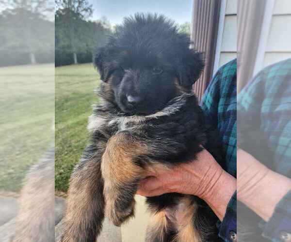 Medium Photo #1 German Shepherd Dog Puppy For Sale in CULPEPER, VA, USA