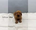 Small #3 Golden Retriever