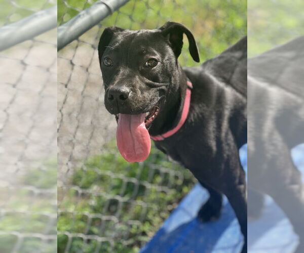 Medium Photo #5 Labrador Retriever-Unknown Mix Puppy For Sale in Evansville, IN, USA