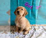 Small #3 Golden Retriever