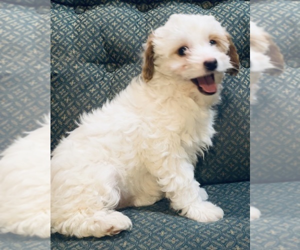 Medium Photo #2 Cavapoo Puppy For Sale in HILLSBORO, WI, USA
