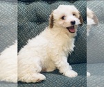 Small Photo #2 Cavapoo Puppy For Sale in HILLSBORO, WI, USA