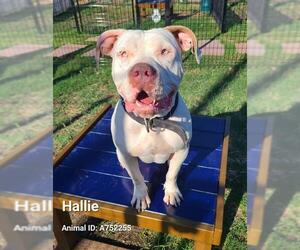 American Staffordshire Terrier Dogs for adoption in San Antonio, TX, USA