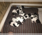 Small Photo #2 German Shorthaired Pointer Puppy For Sale in MOOSUP, CT, USA
