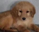 Small Photo #6 Goldendoodle Puppy For Sale in LAGRANGE, IN, USA