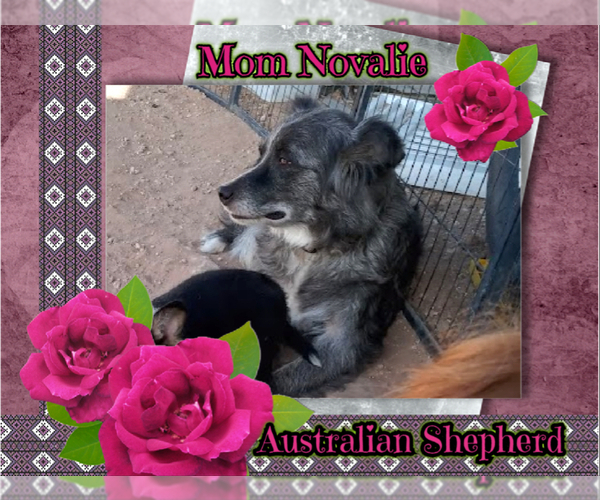 Medium Photo #60 Australian Shepherd-Pembroke Welsh Corgi Mix Puppy For Sale in GALLEGOS, NM, USA