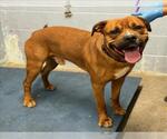 AUGUST - Male Mastiff-Unknown Mix Dog for Adoption - Small photo