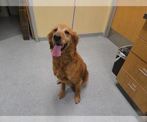 Golden Retriever Dogs for adoption in Orange, CA, USA