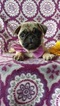 Small Photo #6 Pug Puppy For Sale in EDEN, PA, USA