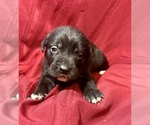 Small Photo #15 Cane Corso Puppy For Sale in LAKE EUFAULA, OK, USA
