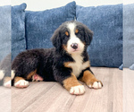 Small #1 Bernese Mountain Dog