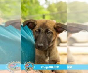 German Shepherd Dog Dogs for adoption in Mobile, AL, USA