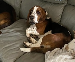 Mother of the Basset Hound puppies born on 06/16/2025