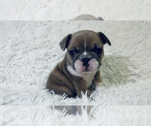 French Bulldog Puppy for sale in LAS VEGAS, NV, USA