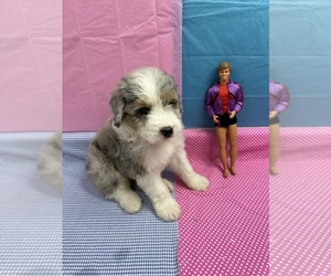 Aussiedoodle Miniature  Puppy for sale in HICKSVILLE, OH, USA
