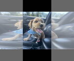 Small #1 Shih Tzu Mix