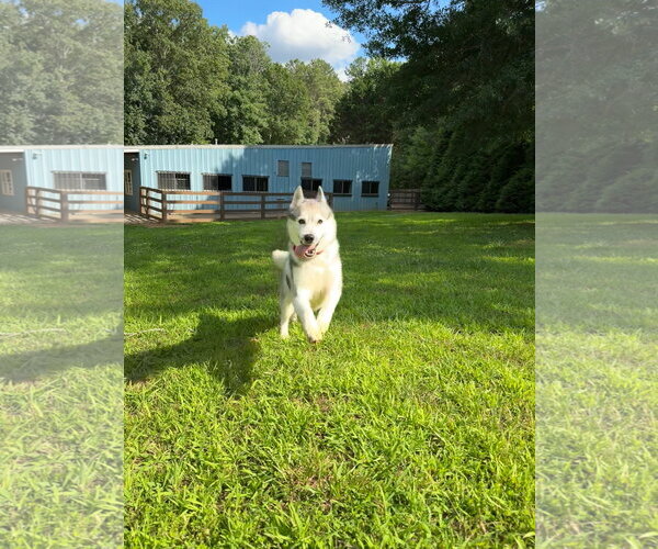 Medium Photo #4 Siberian Husky Puppy For Sale in Cumming, GA, USA