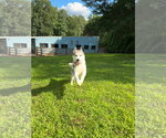 Small #3 Siberian Husky