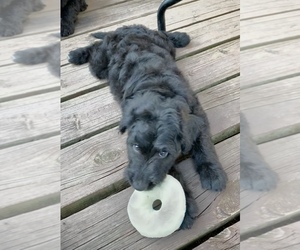F2 Aussiedoodle Puppy for sale in JAY, OK, USA