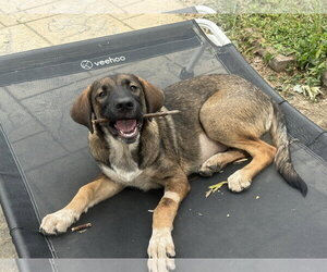 Dolly Parton - Female Siberian Husky-Unknown Mix Dog for Adoption - Photo #4