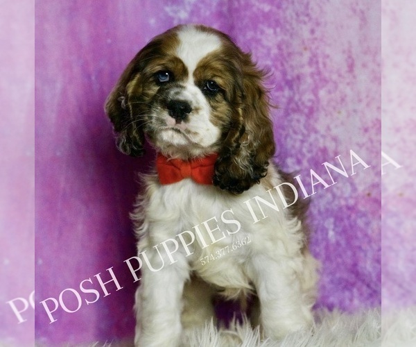 Medium Photo #6 Cocker Spaniel Puppy For Sale in WARSAW, IN, USA