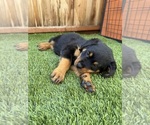 Puppy Lotus Rottweiler
