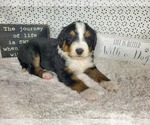 Small Photo #22 Bernedoodle Puppy For Sale in COLORADO SPRINGS, CO, USA