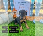 Small Photo #5 Doberman Pinscher Puppy For Sale in COMANCHE, OK, USA