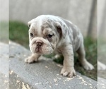 Small Photo #7 English Bulldog Puppy For Sale in BEAVERTON, OR, USA