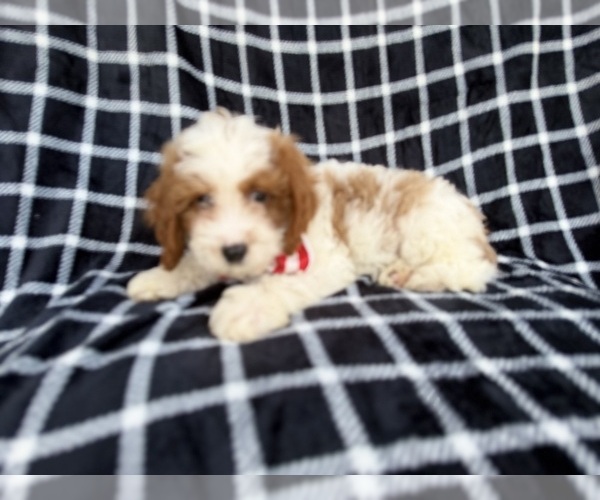 Medium Photo #7 Cavapoo (Standard) Puppy For Sale in LAKELAND, FL, USA