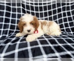 Small #6 Cavapoo (Standard)